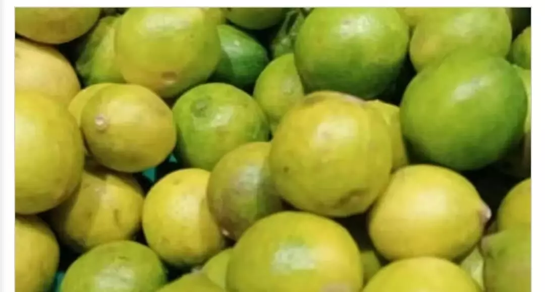 Lemon is expensive: नींबू के उत्पादन से भाव में बनी हुई है तेजी, सलाद की थाली से हो रहा गायब