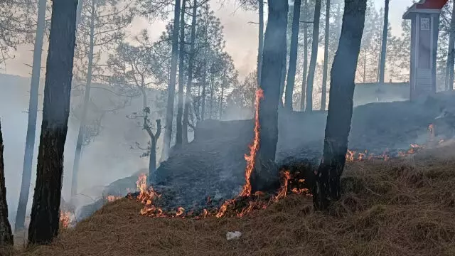 Almora : बारिश रुकते ही फिर जलने लगे उत्तराखंड के जंगल