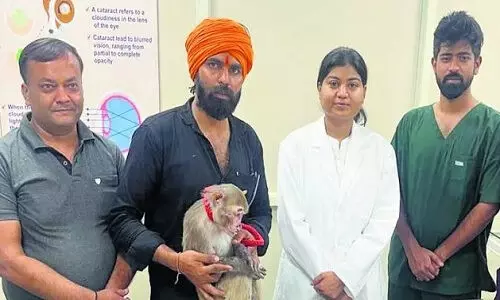 Haryana : सरकारी स्वास्थ्य विश्वविद्यालय ने बंदर के मोतियाबिंद का ऑपरेशन किया