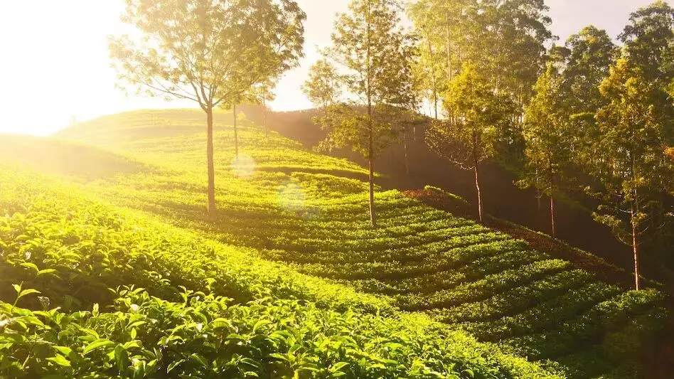 Tripura: चाय उत्पादन प्रबंधन पर डिप्लोमा, स्नातकोत्तर डिप्लोमा पाठ्यक्रम शुरू