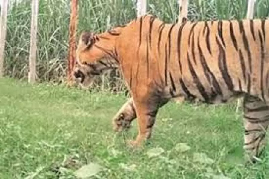 Maharashtra : पेंच बाघ अभ्यारण्य में AI के इस्तेमाल से लगाया जाएगा आग का पता