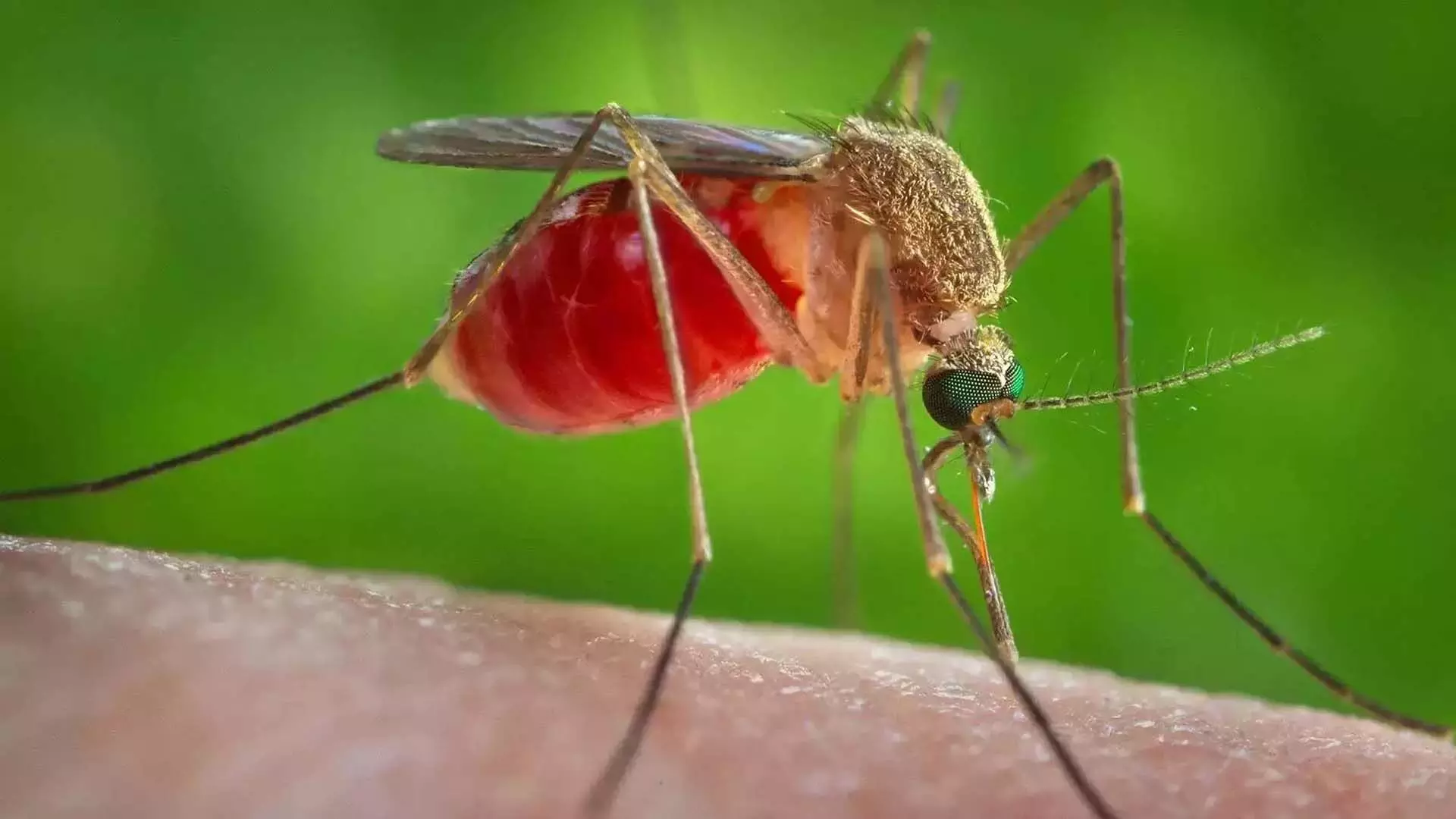 Home trips: मच्छर निरोधकों में होता है भारी केमिकल,बचने के लिए अपनाए घरेलू उपाए