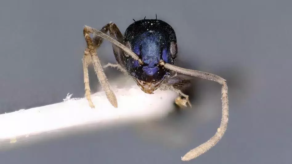 Arunachal : की सियांग घाटी में 121 साल बाद नई चींटी प्रजाति की खोज हुई