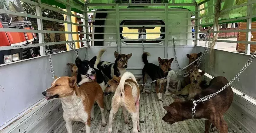 assam news : गोलाघाट में तस्करों से 47 कुत्ते बचाए गए, 5 गिरफ्तार