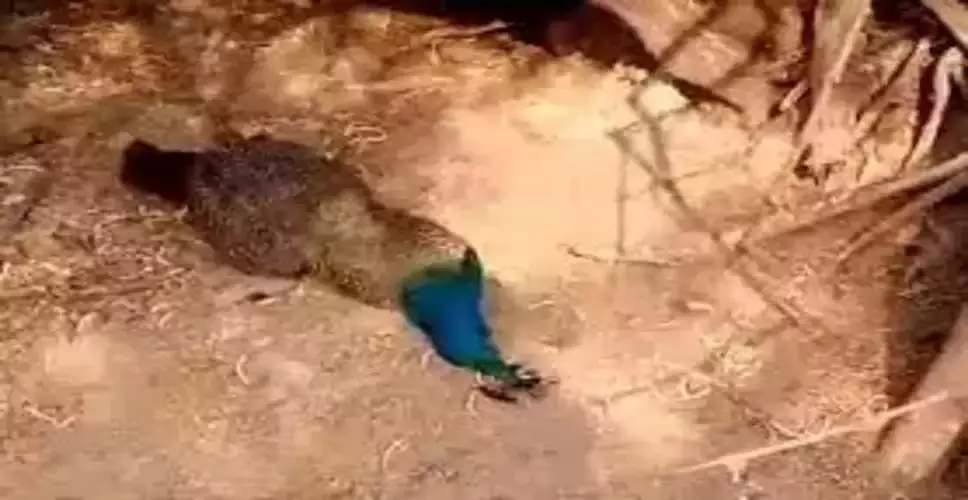 Death of Peacocks: तेज गर्मी से 25 मोरों की मौत, होगा पोस्टमार्टम