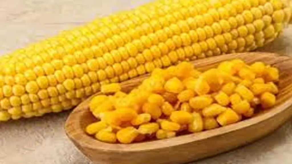 Eating corn : कॉर्न खाने से शुगर और वजन तेजी से होता है लॉस