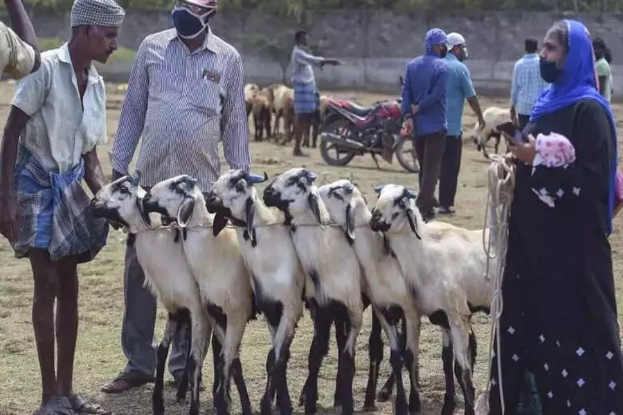 Hyderabad: बकरीद से पहले अवैध पशु परिवहन पर अंकुश लगाएगी पुलिस