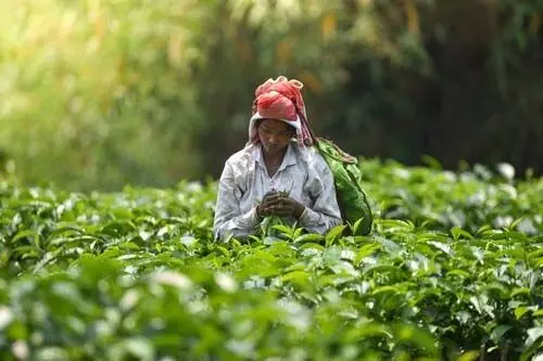 Meghalaya : कार्यक्रम का उद्देश्य क्षेत्र के चाय उद्योग में सुधार लाना