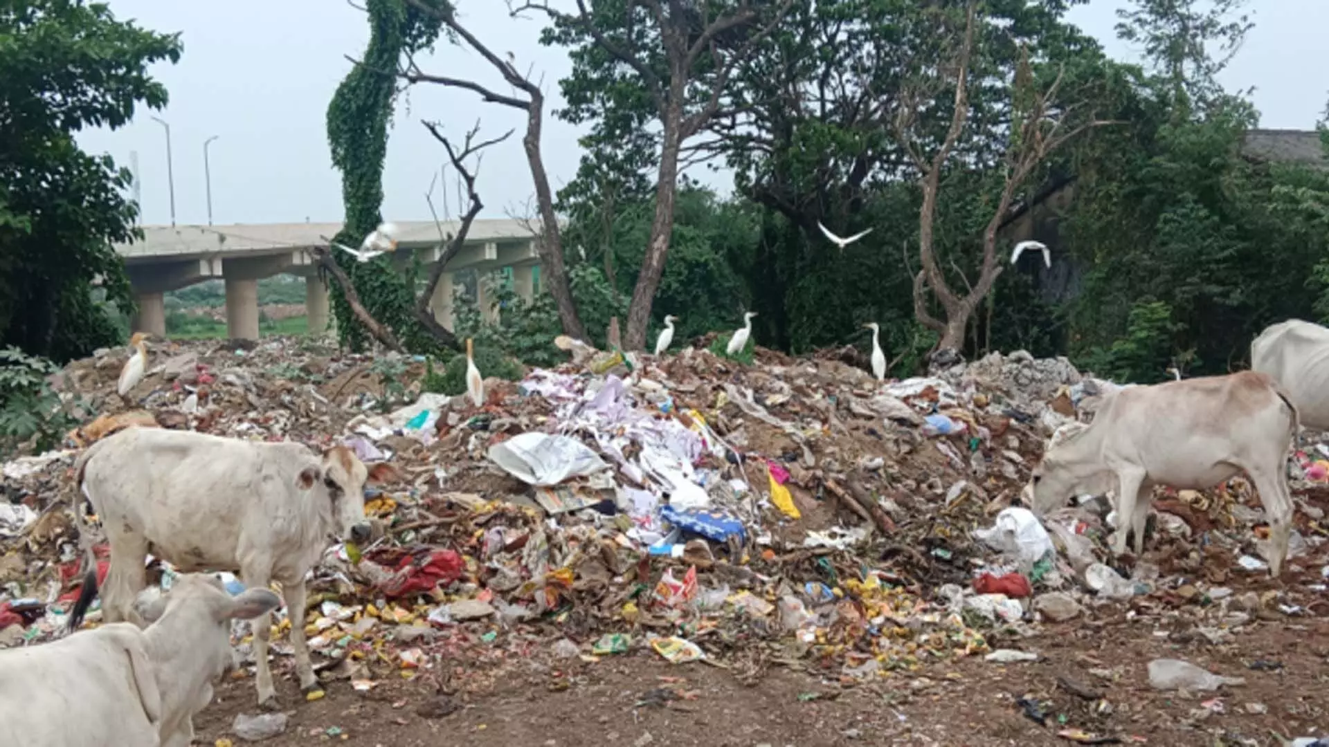 Berhampur: सिल्क सिटी में कचरे का ढेर लगा, बी.ई.एम.सी. और एजेंसियां ​​अपने काम से पीछे हटीं