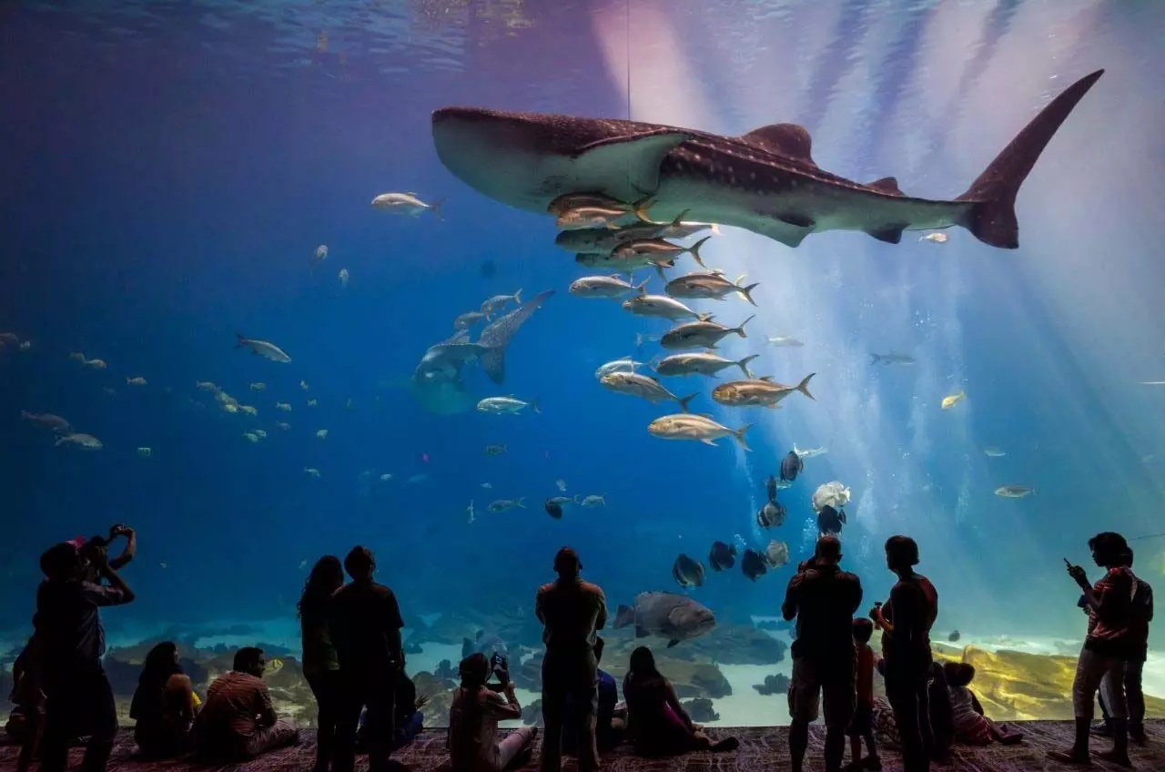 AQUARIUM FOR NIGHT OUTS: क्या आपको भी शार्क को देखते हुए रात बिताना है तोह जाइये ये Aquarium