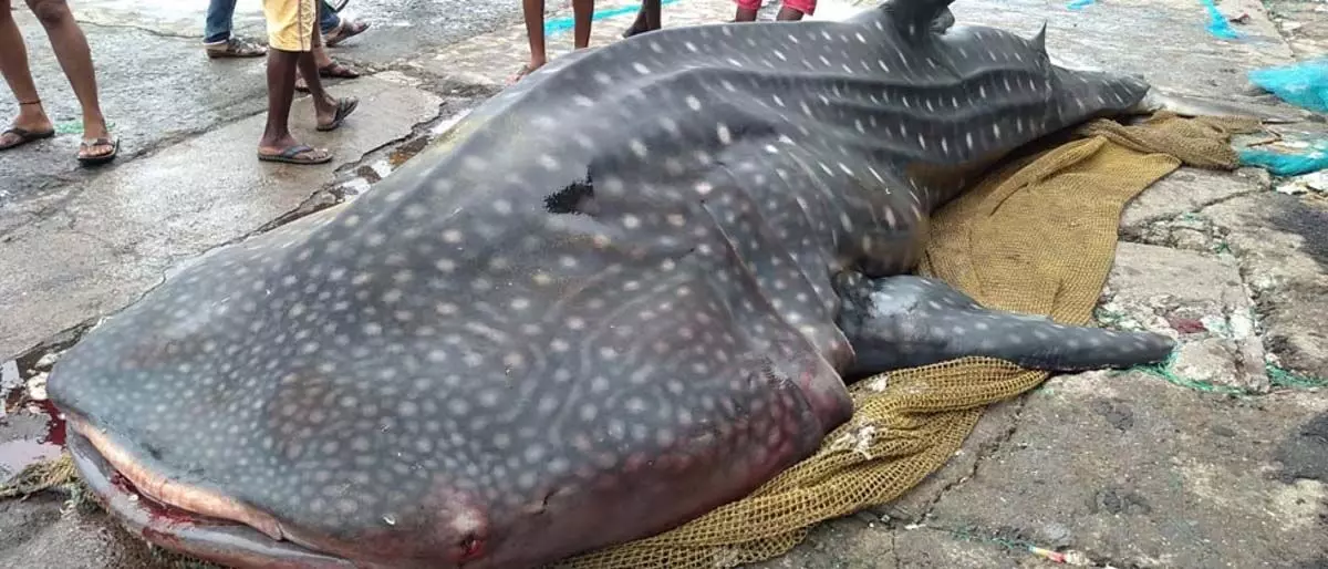 Giant Whale Shark: मुंबई कोलाबा के ससून डॉक पर विशालकाय व्हेल शार्क मिली
