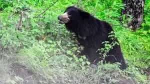 Ajmer : भालू ने किया किसान पर हमला, अस्पताल में इलाज जारी