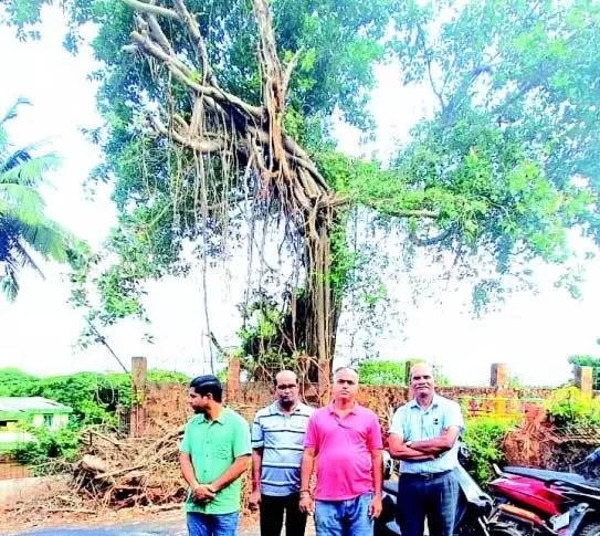 Goa News: बरगद के पेड़ की अवैध कटाई को रोकने के लिए पर्यावरणविद एकजुट हुए