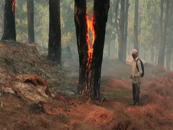 उधमपुर में गंगेरा हिल के जंगल में लगी आग