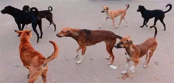 Palampur NEWS: नसबंदी अभियान नहीं, पालमपुर में आवारा कुत्तों की आबादी बढ़ रही
