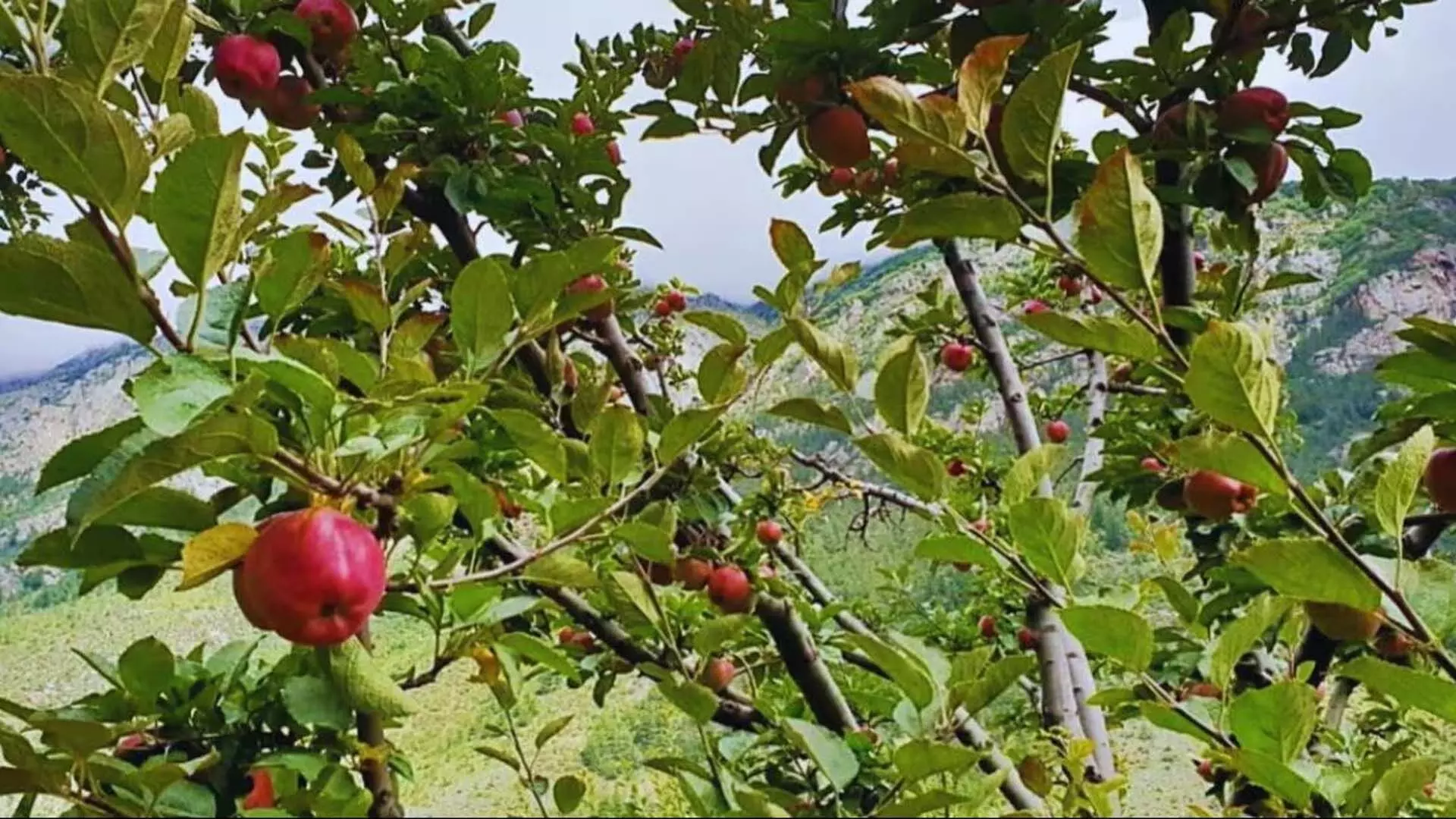 South Kashmir: के सेब के बागों में लीफ माइनर महामारी का प्रकोप