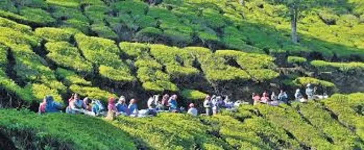 Kerala News: मानसून की बारिश से इडुक्की चाय बागान श्रमिकों का जीवन प्रभावित
