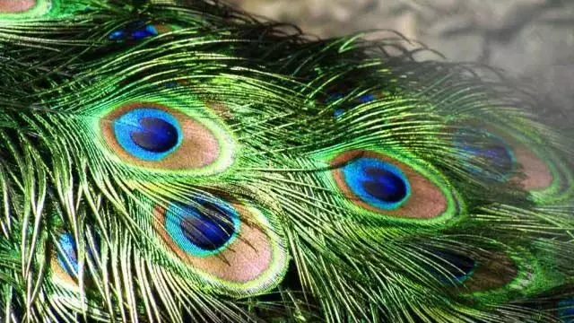 Peacock feather: मोर पंख घर में रखने से होते हैं ये फायदे