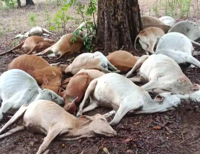 chhattisgarh news: पेड़ के नीचे खड़े मवेशियों पर गिरी गाज, 26 की मौत