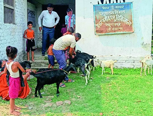 Motihari: पशुपालन विभाग के निर्देशानुसार व जिला पशुपालन विभाग के तत्वावधान में टीकाकरण का कार्यक्रम चलाया गया