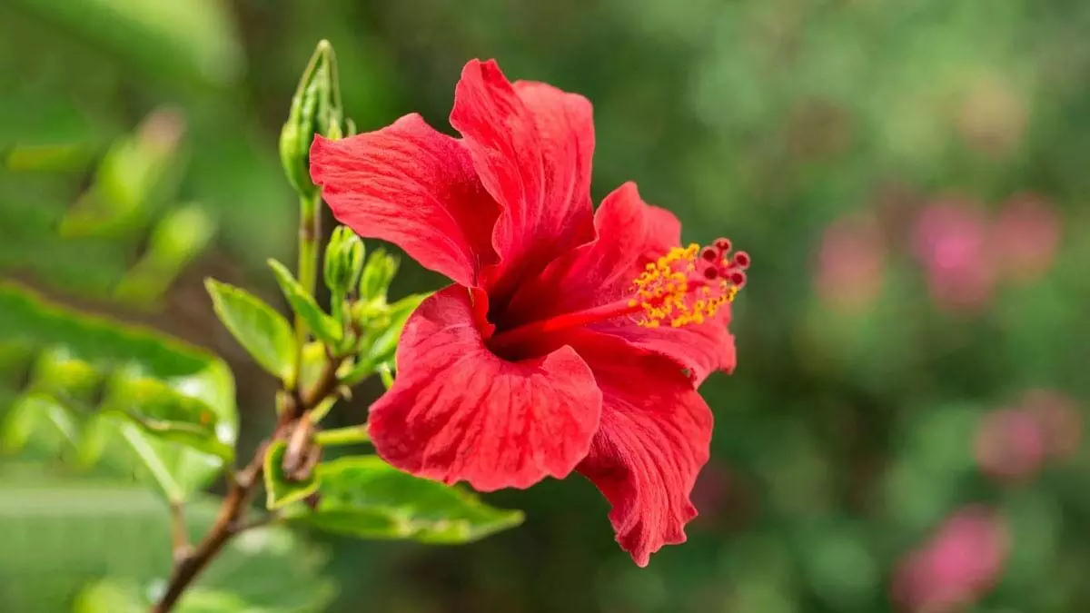 Hibiscus Plants: चींटियों से गुड़हल के पौधे को बचाएं