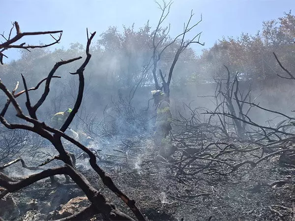 Jerusalem की क्रॉस वैली में जंगल में लगी आग के कारण इज़राइल संग्रहालय को खाली कराना पड़ा
