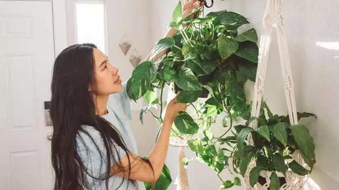 Lifestyle: 7 पौधे जो आपके मानसिक स्वास्थ्य का ख्याल रखेंगे