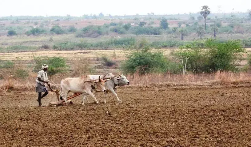 Adilabad news: कपास के बीजों की कमी से किसानों को राहत मिली