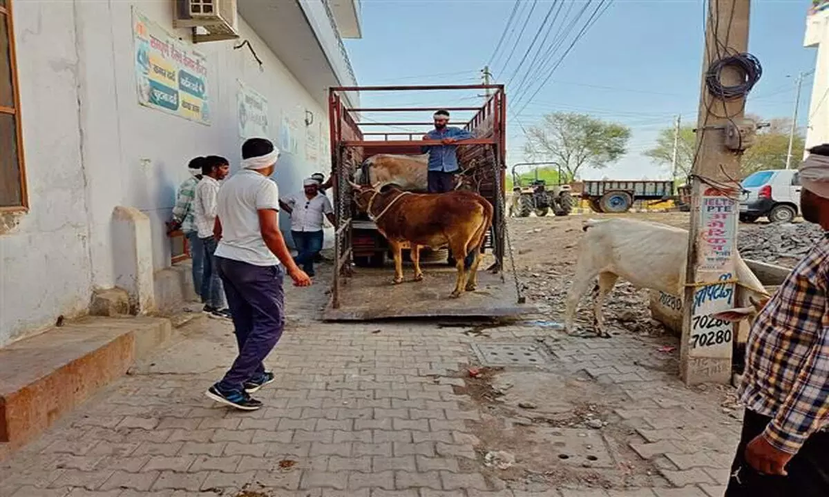 HARYANA NEWS:  हिसार नगर निगम ने जिले में 40 आवारा पशुओं को पकड़ा