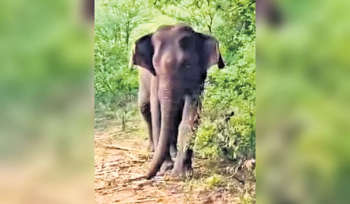 Tamil Nadu: 4 दिन की थेरेपी के बाद मादा हाथी अपने पैरों पर खड़ी हुई,