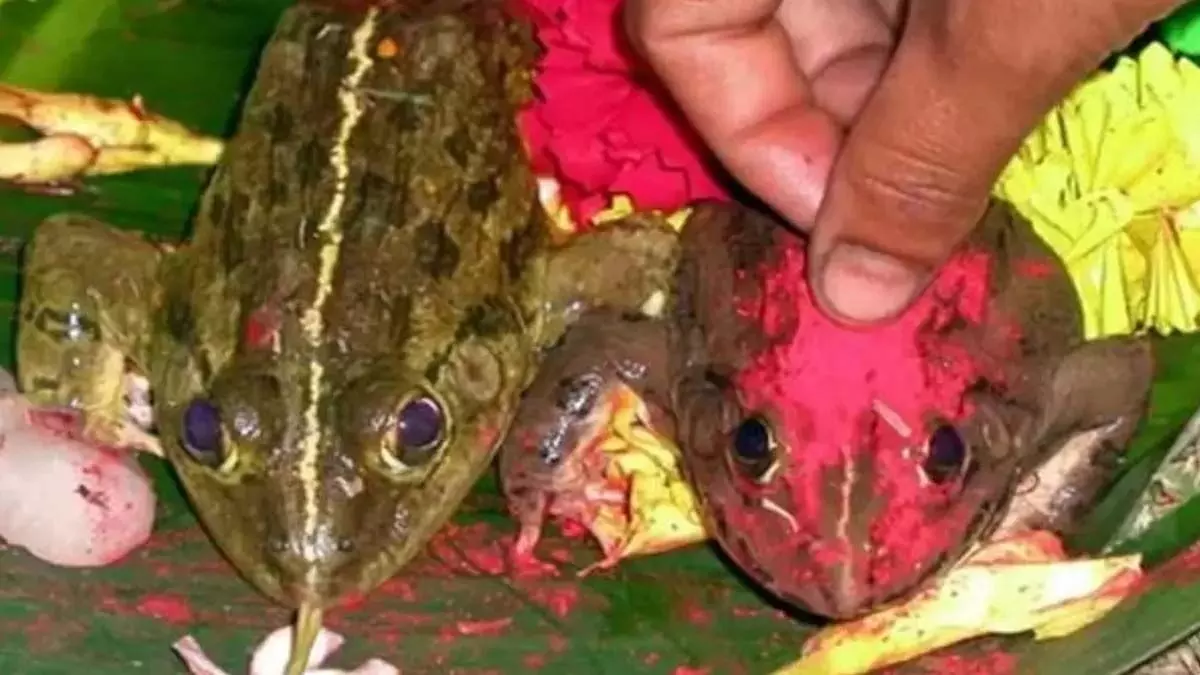 Frog Wedding Ritual: मानसून को बुलाने की अनोखी रस्म मेंढक की शादी, क्या आप जानते हैं क्या है ये परंपरा?