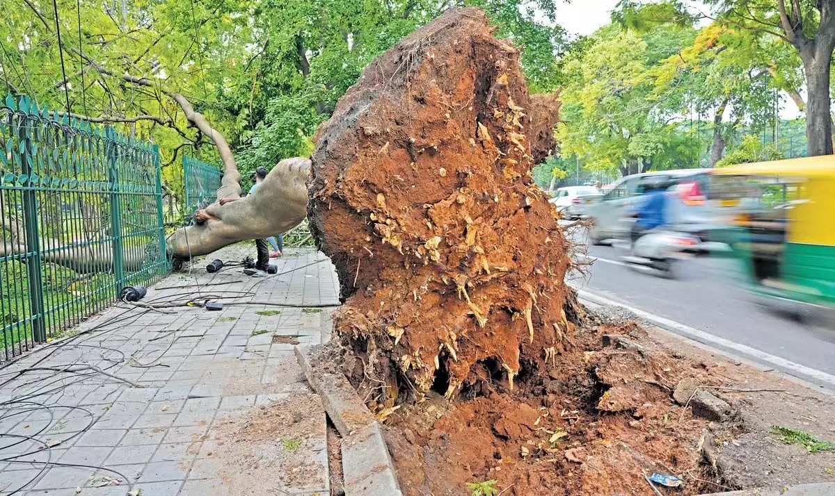 Karnataka News: कार्यकर्ताओं ने कहा- मानसून से पहले पेड़ों को होने वाली क्षति बड़ी चिंता का विषय