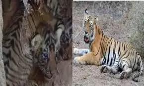 Rishikesh: राजाजी टाइगर रिजर्व पार्क में एक और बाघिन ने शावक को जन्म दिया