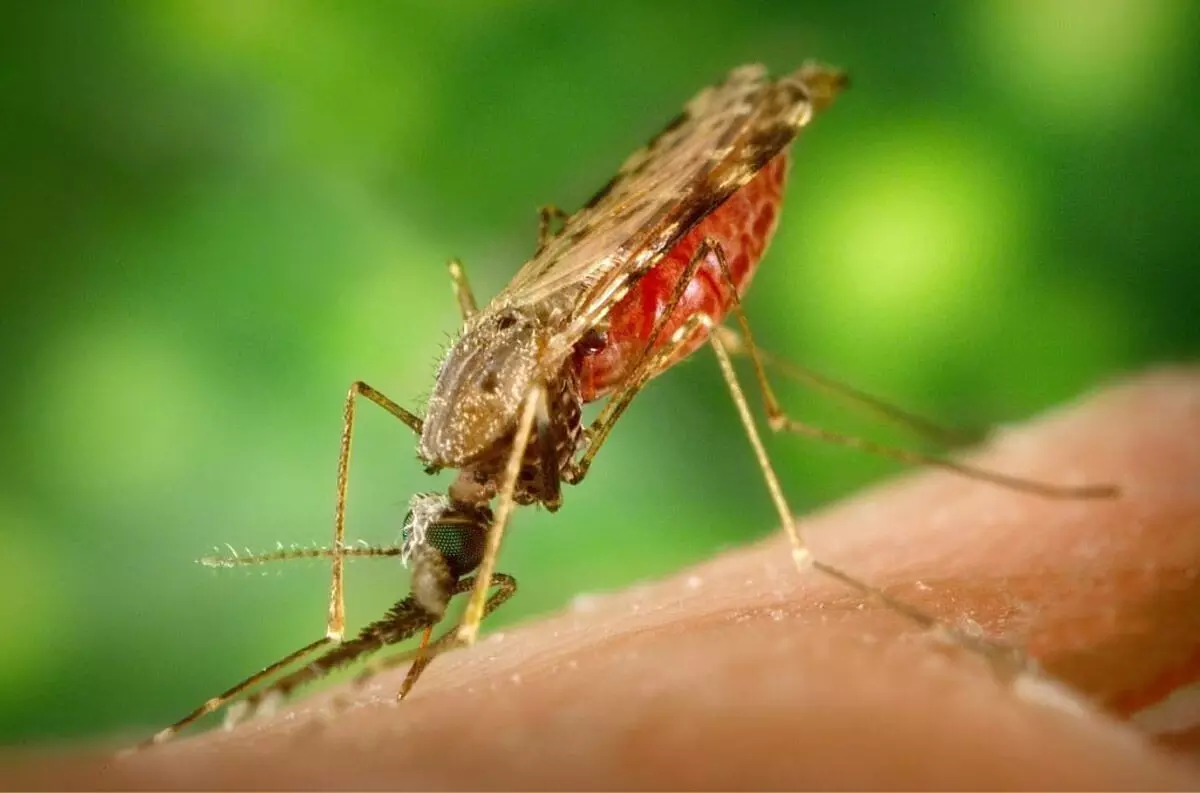 Assam news : नागांव ने बीपी सिविल अस्पताल में जागरूकता अभियान के साथ मलेरिया रोकथाम माह की शुरुआत