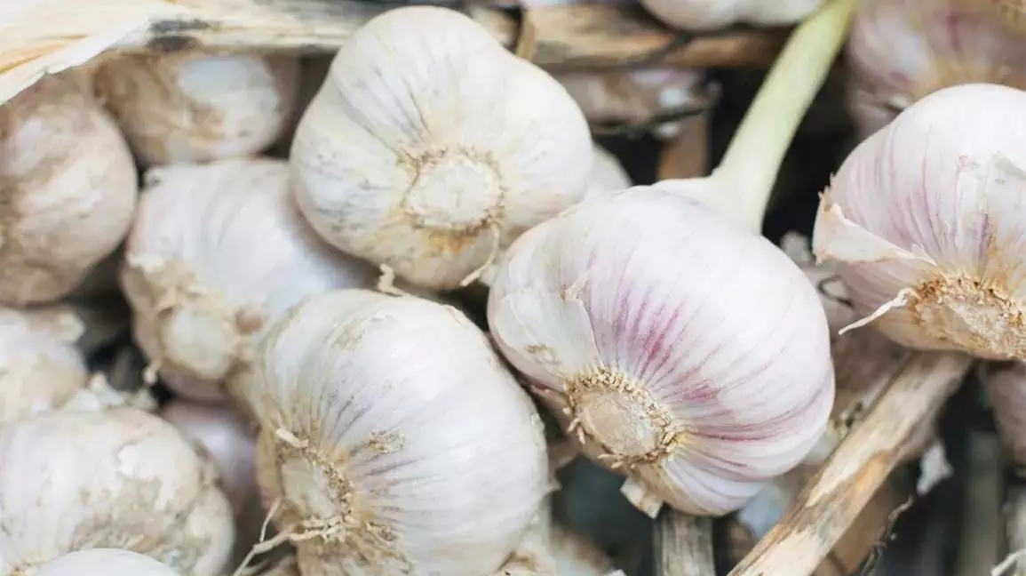 Garlic Benefits: लहसुन के जानिए स्वास्थ्य लाभ