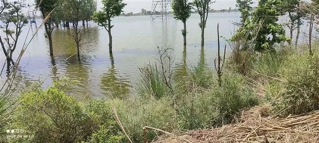 Punjab News: कसूर ब्रांच लोअर में दरार से 1 हजार एकड़ जमीन जलमग्न