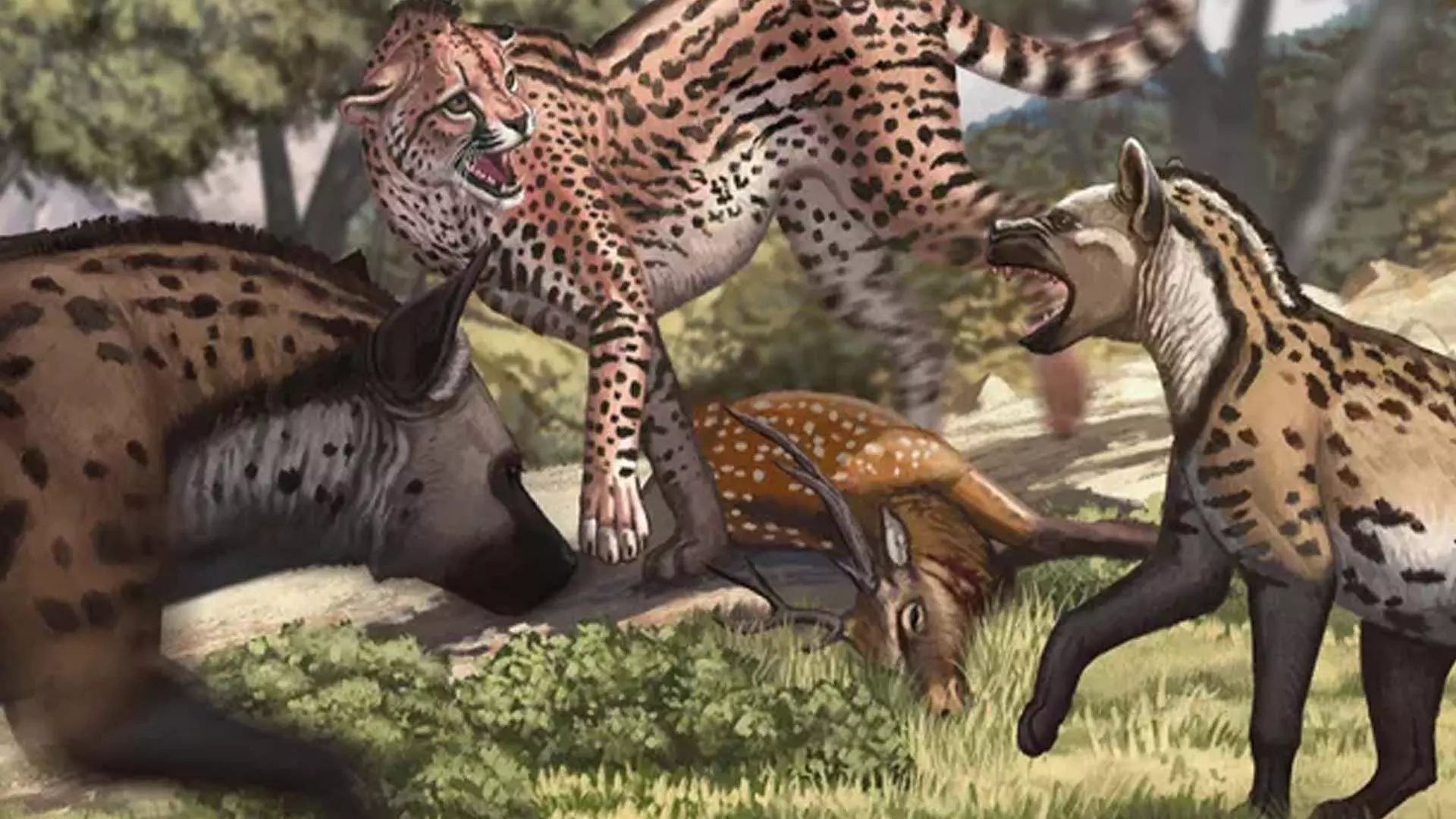 SCIENCE: दस लाख साल पहले चीन में घूमने वाला विशालकाय चीता बाघ के सामने