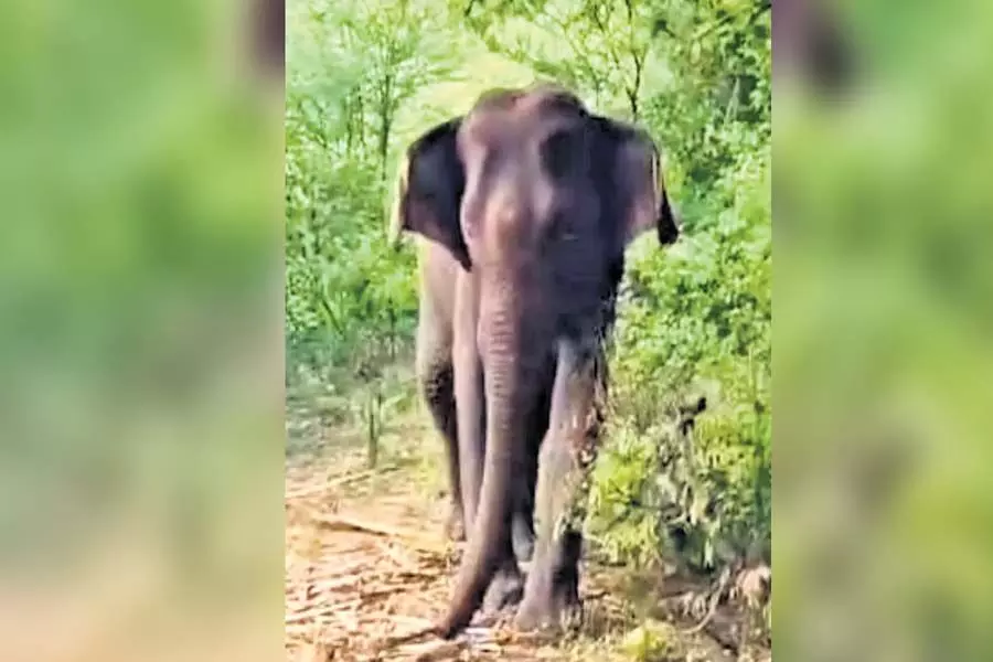 Tamil Nadu: मादा हाथी फिर से अपने पैरों पर खड़ी हो गई, Maruthamalai की तलहटी में 5 किलोमीटर चली
