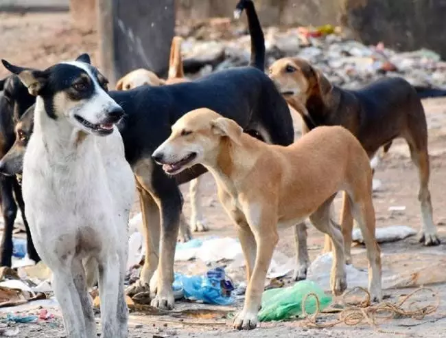 Child Injured: आवारा कुत्तों से दहशत में मोहल्लेवासी
