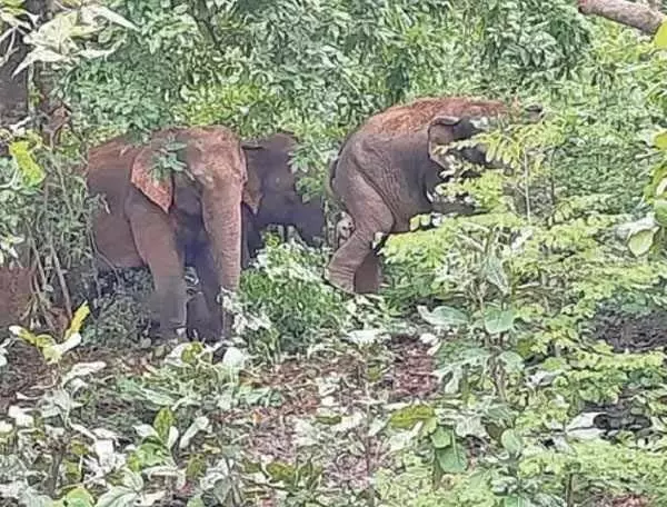 World Environment Day today: हजारीबाग जिले में हाथियों का आतंक बढ़ा, इंसान-हाथी संघर्ष में जा चुकी है कई जानें