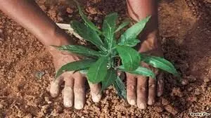 Sawai Madhopur: राज्य प्रदूषण नियंत्रण बोर्ड के द्वारा विश्व पर्यावरण दिवस पर किया पौधरोपण