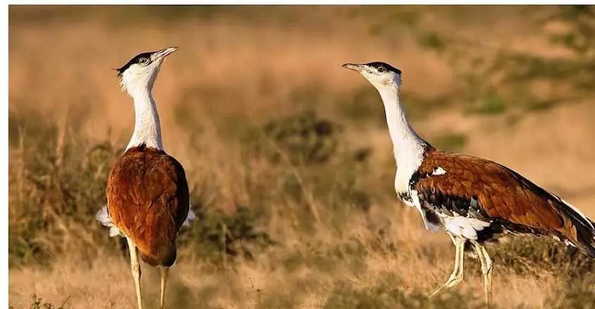 ASSAM NEWS :  13 साल के अध्ययन से पता चला है कि महाराष्ट्र के घास के मैदानों में कमी के कारण पक्षी प्रजातियों में कमी आई