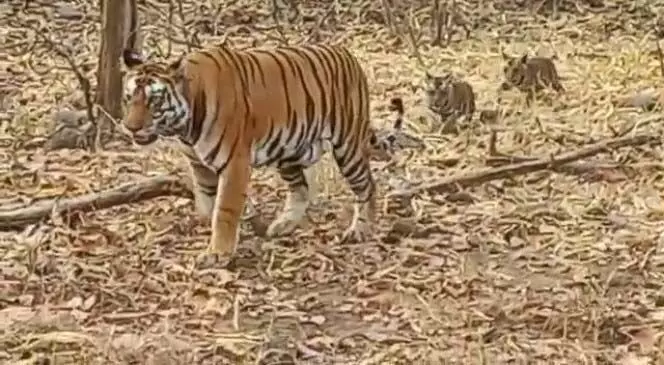 Rani Durgavati Tiger Reserve : नौरादेही अभयारण्य में लाई गई बाघिन कजरी को बाघ शंभू का साथ पसंद