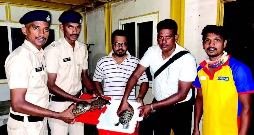 Goa News: कोल्वा में तीन अर्ध-जलीय स्थलीय कछुओं की प्रजातियों को बचाया गया