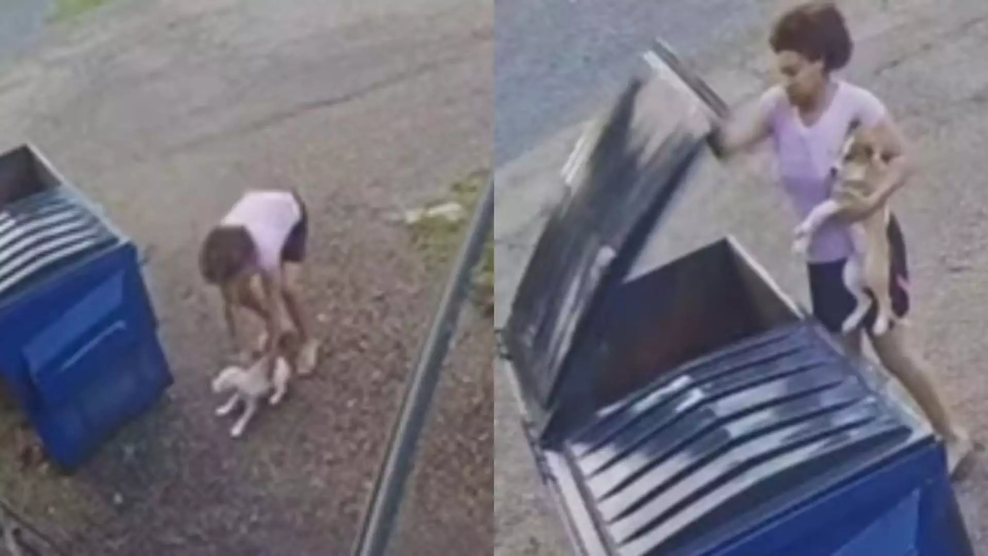 America: महिला ने 2 पिल्लों को कूड़ेदान में फेंका, देखें चौंकाने वाला वीडियो