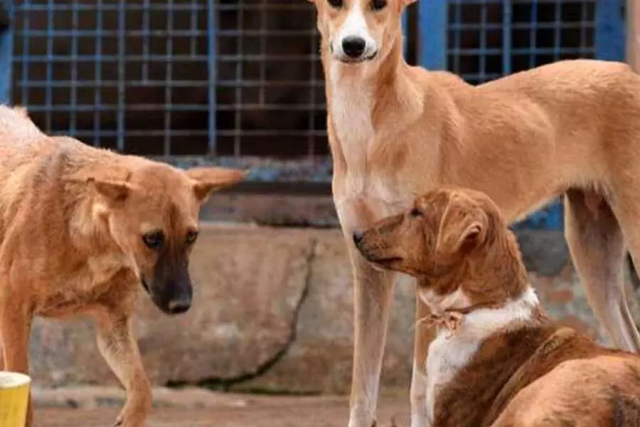 Hyderabad: बच्चे की लाश कुत्ते के काटने के निशान के साथ मिली