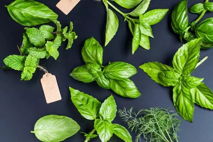 Benefits of basil leaves: तुलसी के पत्तों का जानिए फायदा