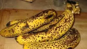 Bananas fresh: जल्दी सड़कर खराब हो जाते हैं केले तो जानिए कैसे ताज़ा रख सकते है