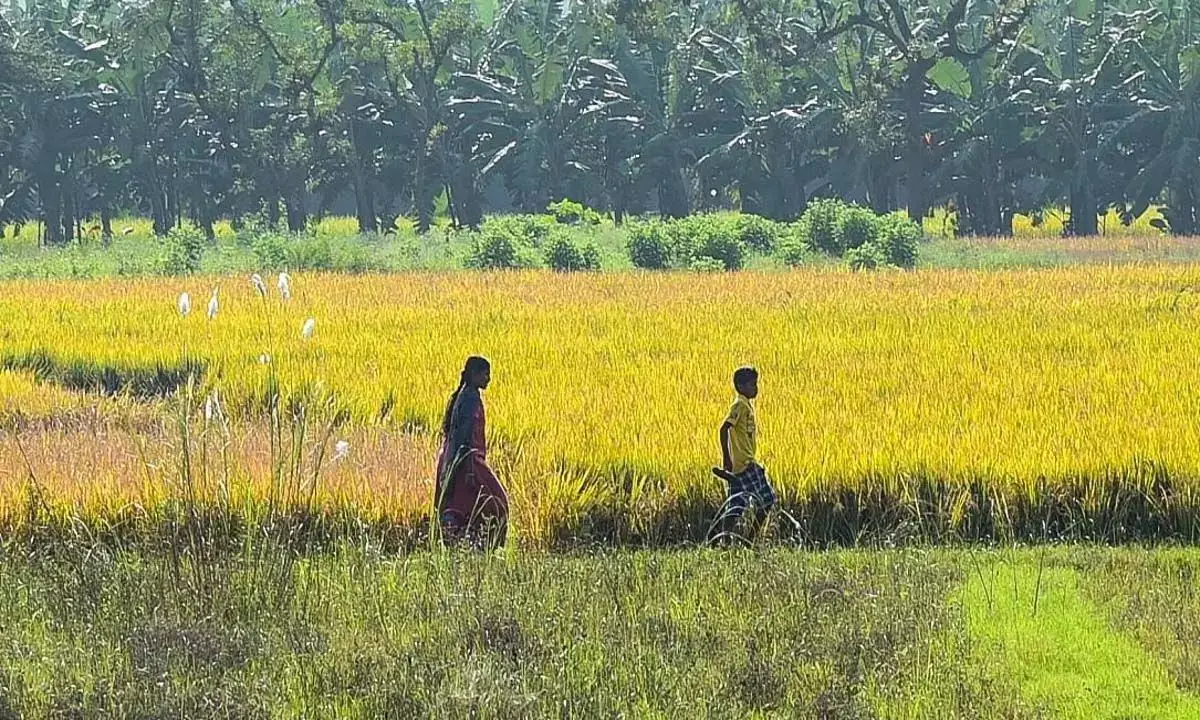 Odisha NEWS: ओडिशा के बारगढ़ में धीमी खरीद, किसानों के लिए मानसून की चिंता