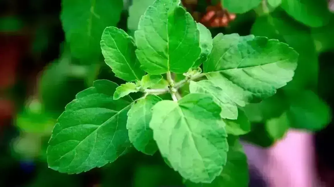 Tulsi remedies : शुक्रवार को करें तुलसी से जुड़े उपाय होंगी दूर सभी समस्याएं